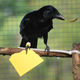 A New Caledonian crow building a tool card.